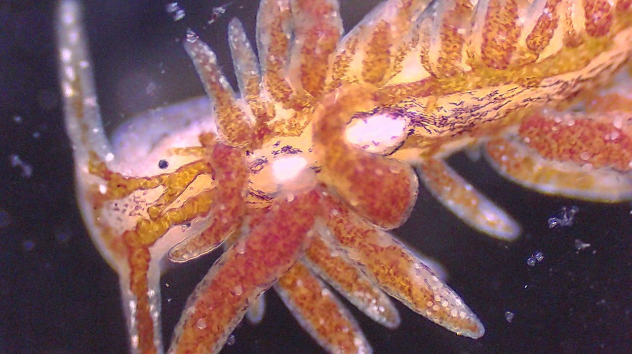 L�invisibile pannello solare del Tirreno: anatomia e segreti di Placida dendritica